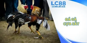 Đá Gà Cựa Sắt - Loại Hình Chọi Kê Nổi Tiếng Trong 2025