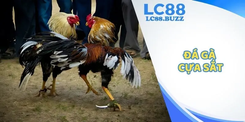 Đá Gà Cựa Sắt - Loại Hình Chọi Kê Nổi Tiếng Trong 2025