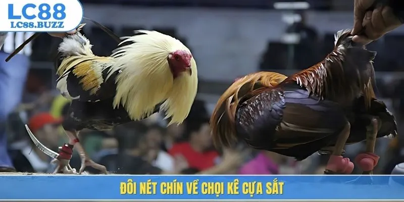 Đôi nét chín về chọi kê cựa sắt